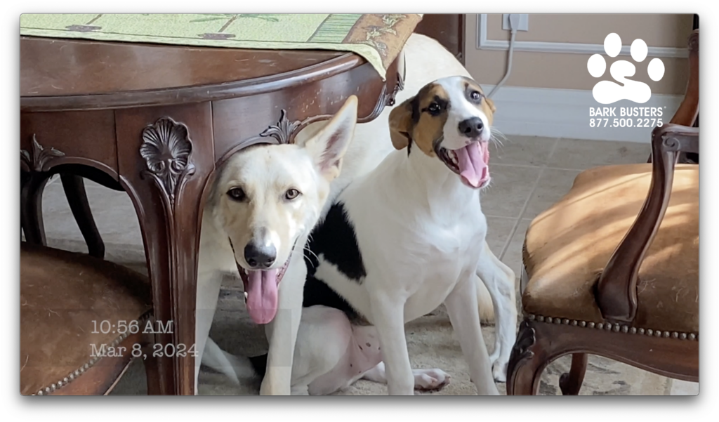 Snow and Gunnar minding their parents, learning to be calm and relaxed when the doorbell rings. #speakdogchangeyourlife #liveahappierlifetogetherwithyourdog #fortmyersk9 @fortmyersk9 fortmyersk9.com